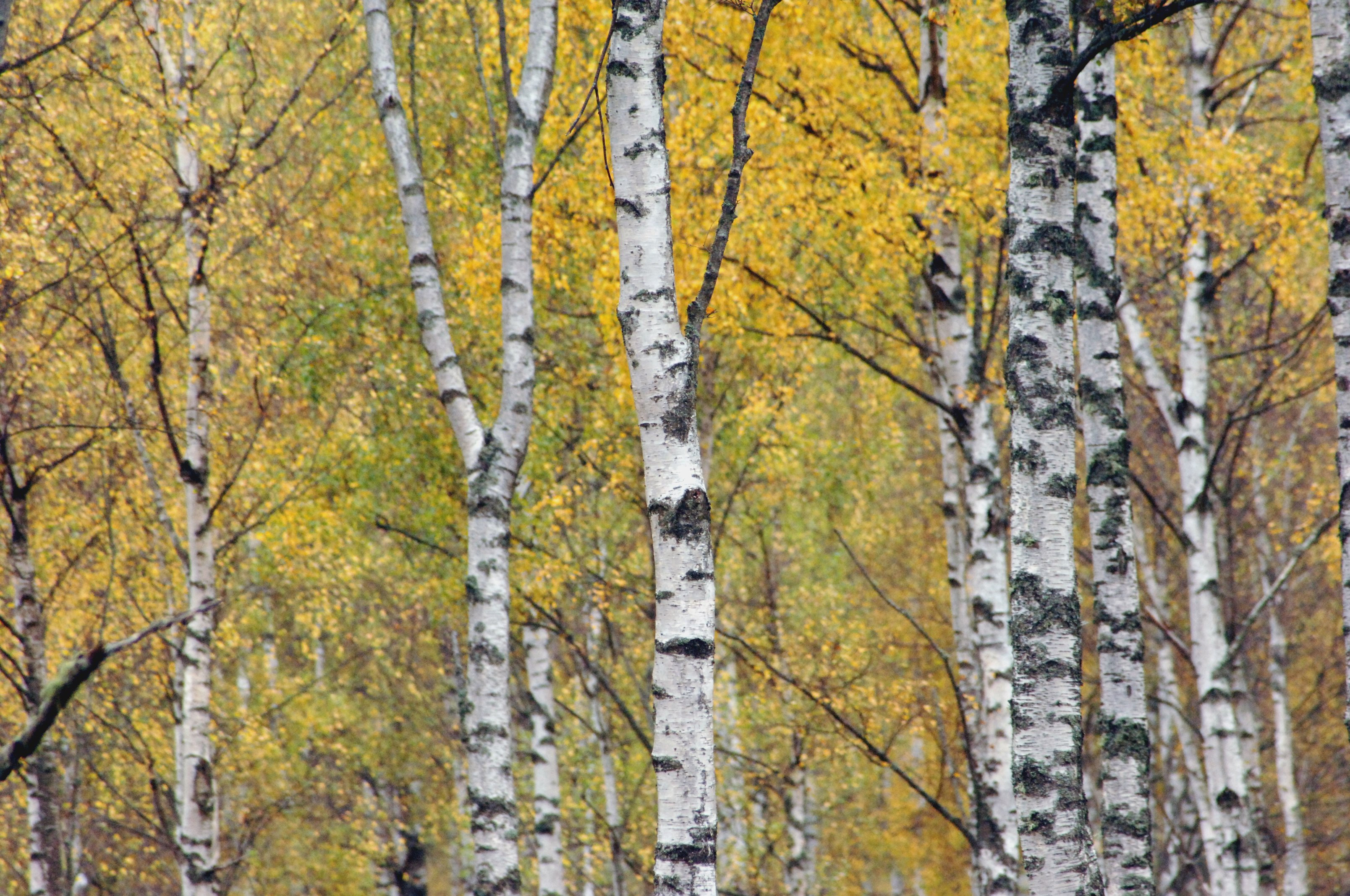 Silver birch Forestry England